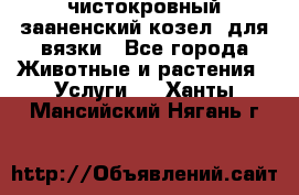 чистокровный зааненский козел  для вязки - Все города Животные и растения » Услуги   . Ханты-Мансийский,Нягань г.